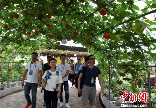 圖為海外媒體記者參觀玉林“五彩田園”現(xiàn)代特色農(nóng)業(yè)示范區(qū)?！钪拘?攝