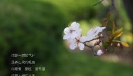 人間四月天，水泥廠里眾位“仙子”在等著與你浪漫邂逅