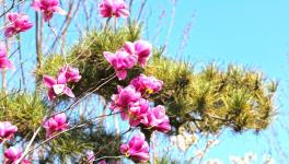 復(fù)工復(fù)產(chǎn)進(jìn)行時(shí)：詩(shī)韻畫(huà)卷里的洛陽(yáng)中聯(lián)！