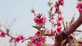人間四月芳菲盡，桃花朵朵映中聯(lián)！