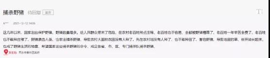 海螺突遇“棘手”問題！ 野豬集體來“做客”！