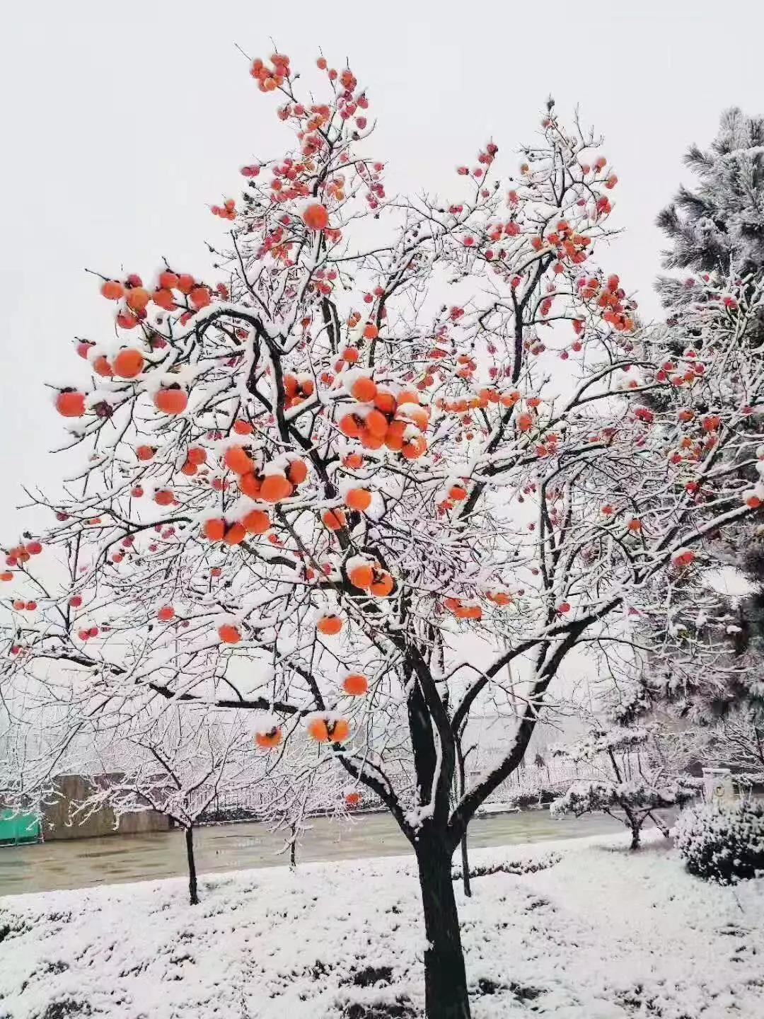 有一種堅(jiān)守，叫風(fēng)雪無(wú)阻